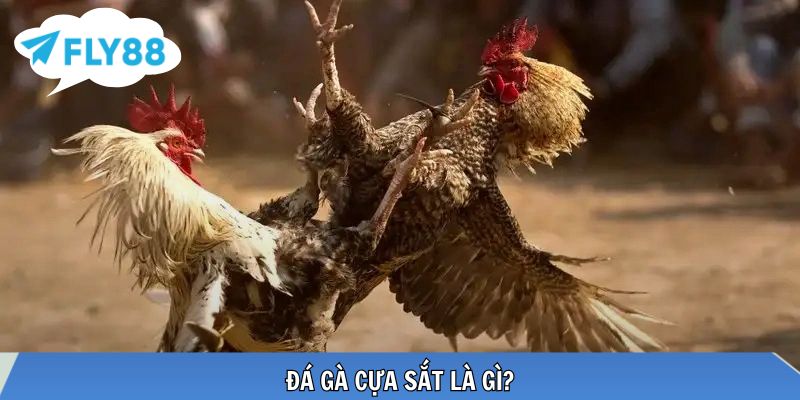 Đá Gà Cựa Sắt – Hình Thức Cá Cược Tốc Độ Cao Được Ưa Chuộng Cựa sắt kim loại tạo nên những pha ra đòn đầy sát thương