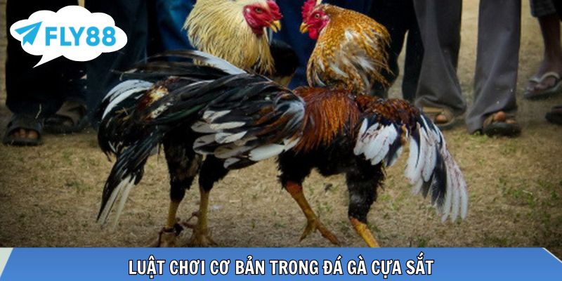 Đá Gà Cựa Sắt – Hình Thức Cá Cược Tốc Độ Cao Được Ưa Chuộng Luật thi đấu rõ ràng giúp trận đấu công bằng, minh bạch