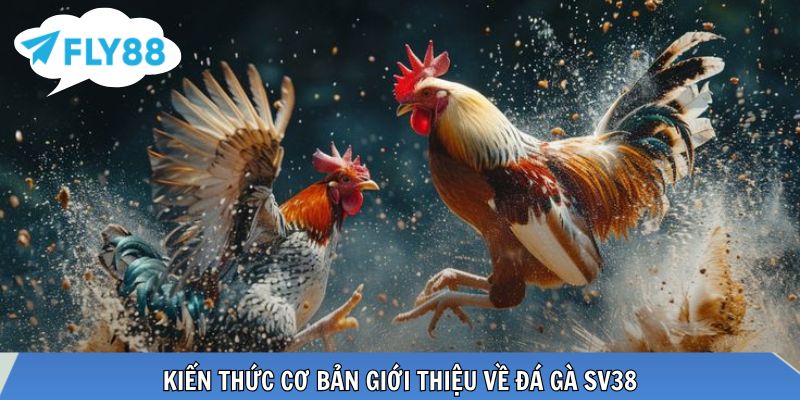 Đá Gà SV38 - Thưởng Thức Các Trận Đấu Kịch Tính Tại FLY88 Kiến thức cơ bản giới thiệu về đá gà SV38