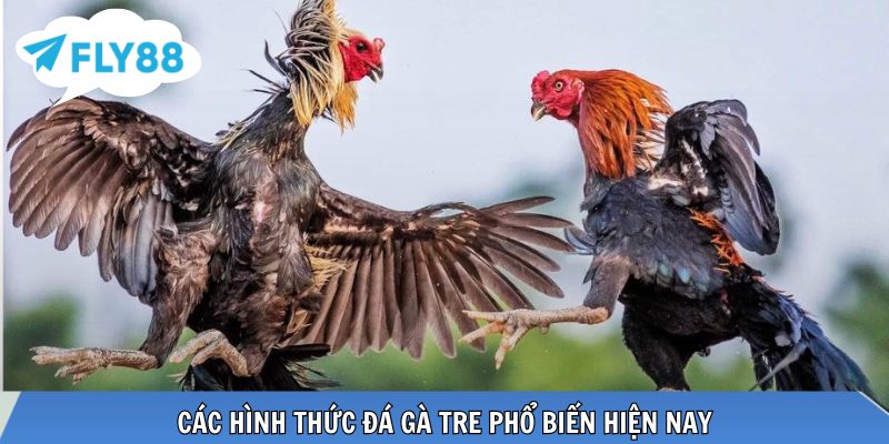 Đá Gà Tre – Toàn Cảnh Kiến Thức Và Kinh Nghiệm Thực Chiến Nhiều hình thức đá gà tre kịch tính, hấp dẫn người chơi