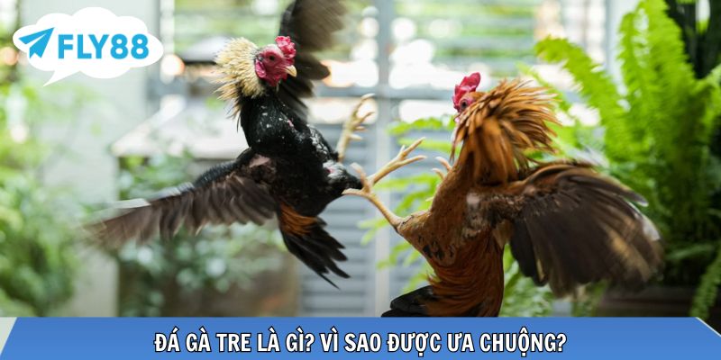 Đá Gà Tre – Toàn Cảnh Kiến Thức Và Kinh Nghiệm Thực Chiến Gà tre nhanh nhẹn, lối đá linh hoạt, khó đoán kết quả