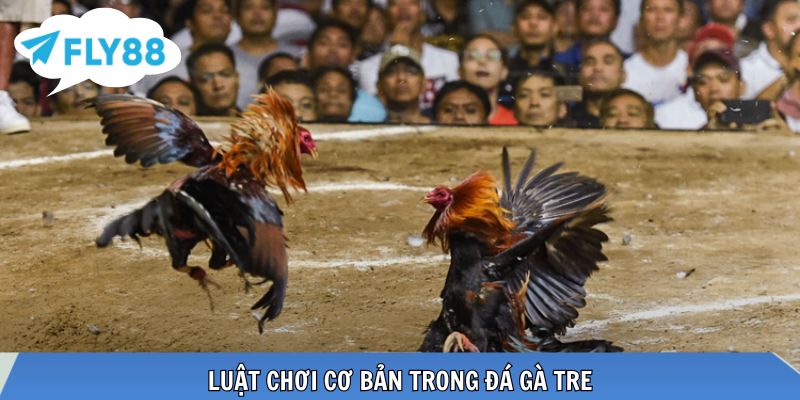 Đá Gà Tre – Toàn Cảnh Kiến Thức Và Kinh Nghiệm Thực Chiến Thể hình nhỏ gọn, phản xạ nhanh, chiến thuật đa dạng
