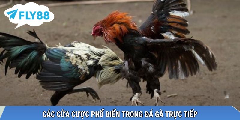 Đá Gà Trực Tiếp Là Gì? Kinh Nghiệm Theo Dõi Đá Gà Cực Đỉnh Ba cửa cược phổ biến Meron Wala BDD trong đá gà