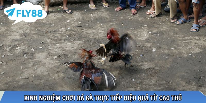 Đá Gà Trực Tiếp Là Gì? Kinh Nghiệm Theo Dõi Đá Gà Cực Đỉnh Bí quyết chơi đá gà hiệu quả từ sư kê
