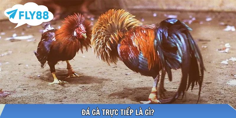 Đá Gà Trực Tiếp Là Gì? Kinh Nghiệm Theo Dõi Đá Gà Cực Đỉnh Toàn cảnh đá gà phát sóng từ trường gà lớn