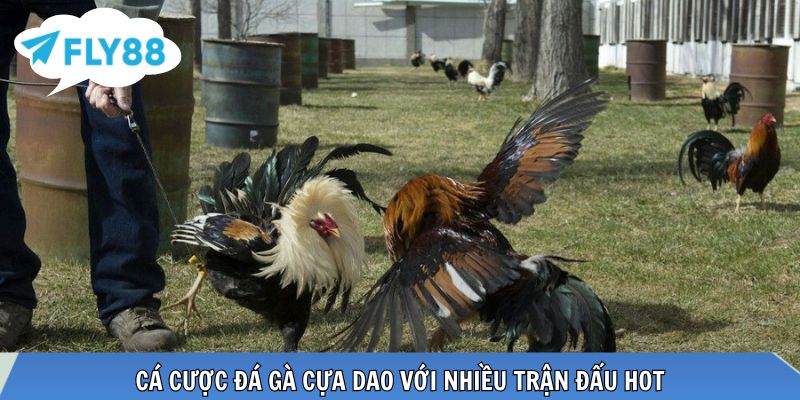 Đá Gà WS168 - Trải Nghiệm Sảnh Cược Siêu Chất Lượng Cá cược đá gà cựa dao với nhiều trận đấu hot