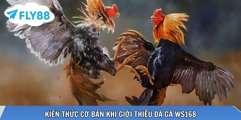 Đá Gà WS168 - Trải Nghiệm Sảnh Cược Siêu Chất Lượng Kiến thức cơ bản khi giới thiệu đá gà WS168
