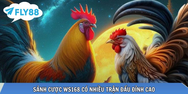 Đá Gà WS168 - Trải Nghiệm Sảnh Cược Siêu Chất Lượng Sảnh cược WS168 có nhiều trận đấu đỉnh cao